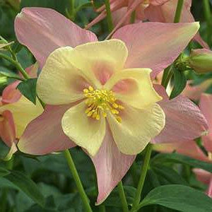 Columbine 70 Pcs Flowers Seeds - Swan Pink Yellow