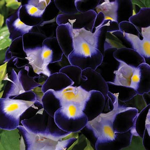 Wishbone 30 Pcs Flowers Seeds - Kauai Deep Blue
