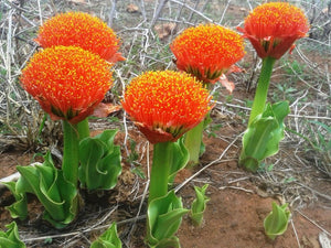 Scadoxus puniceus 10 seeds Zimbabwe