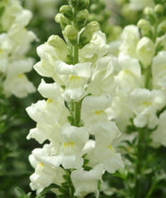 Load image into Gallery viewer, Snapdragon &quot; Mery &quot; 50 Pcs Flowers Seeds