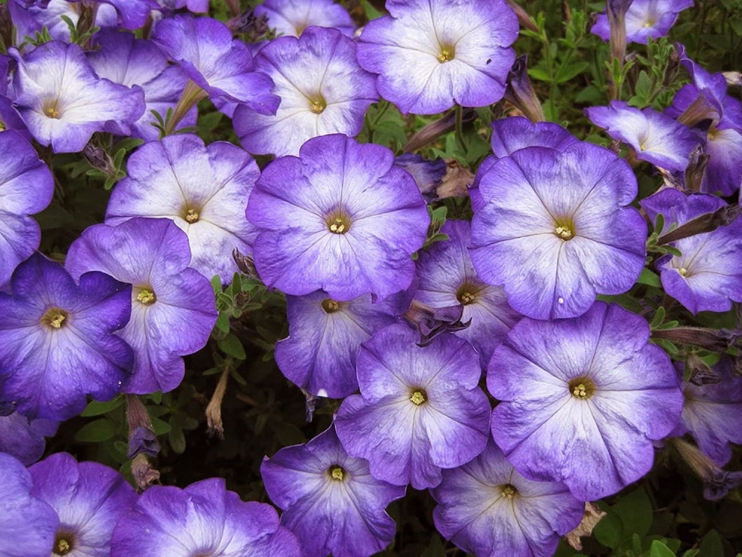 Petunia Hybrid 100 Pcs Flowers Seeds - Merlin Blue Morn