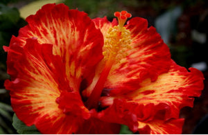Hibiscus " Fire " 50 Pcs Flowers Seeds