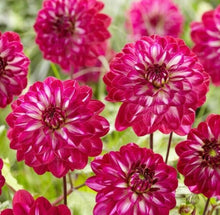 Load image into Gallery viewer, Dahlia 60 Pcs Flowers Seeds - &#39; Smiling Don&#39;