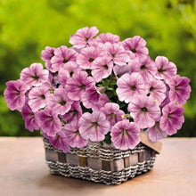 Load image into Gallery viewer, Petunia Silver Vein 100 Pcs Flowers Seeds