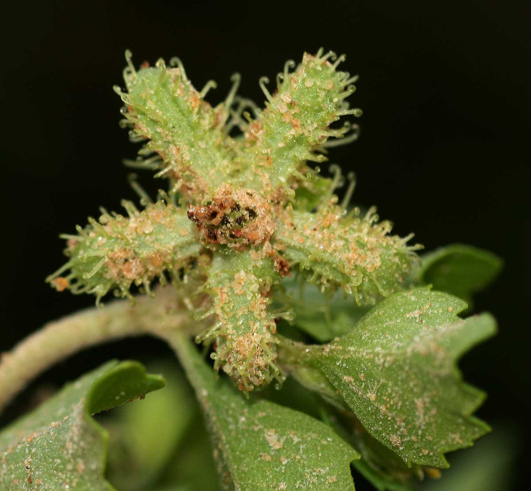 Acanthospermum glabratum (starburs) 7 seeds South Africa
