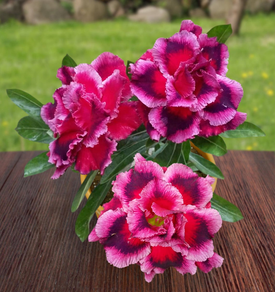 Adenium Hybrid 'Swan and Dragon' 5 Pcs Flowers Seeds South Africa