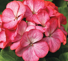 Load image into Gallery viewer, Geranium &quot; America &quot; 5 Pcs Flowers Seeds