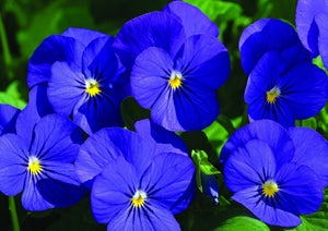 Pansy 50 Pcs Flowers Seeds - ' Blue Viola'