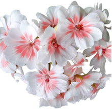 Indlæs billede til gallerivisning Geranium Pink Cougar 5 Pcs Flowers Seeds