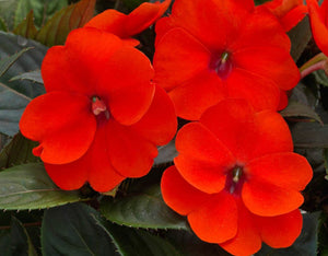 Orange Impatiens 25 Pcs Flowers Seeds