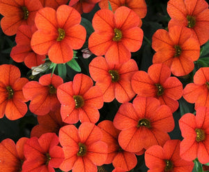 Calibrachoa " Orange Boom " 50 Pcs Flowers Seeds