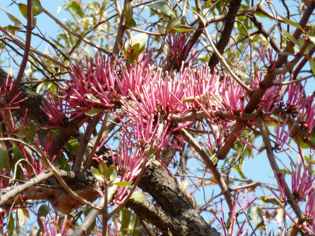 Tapinanthus dependens 15 seeds Zambia