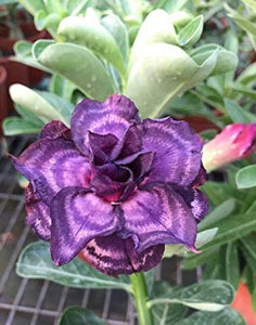 Adenium ' Purple Queen' 5 Pcs Flowers Seeds South Africa