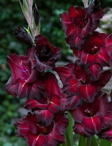 Gladiolus " Black Star" 20 Pcs Flowers Seeds