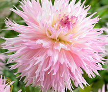 将图片加载到图库查看器，Dahlia 60 Pcs Flowers Seeds - &#39;Pastel&#39;