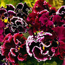 Load image into Gallery viewer, Pansy 50 Pcs Flowers Seeds - &#39; Rococo &#39;