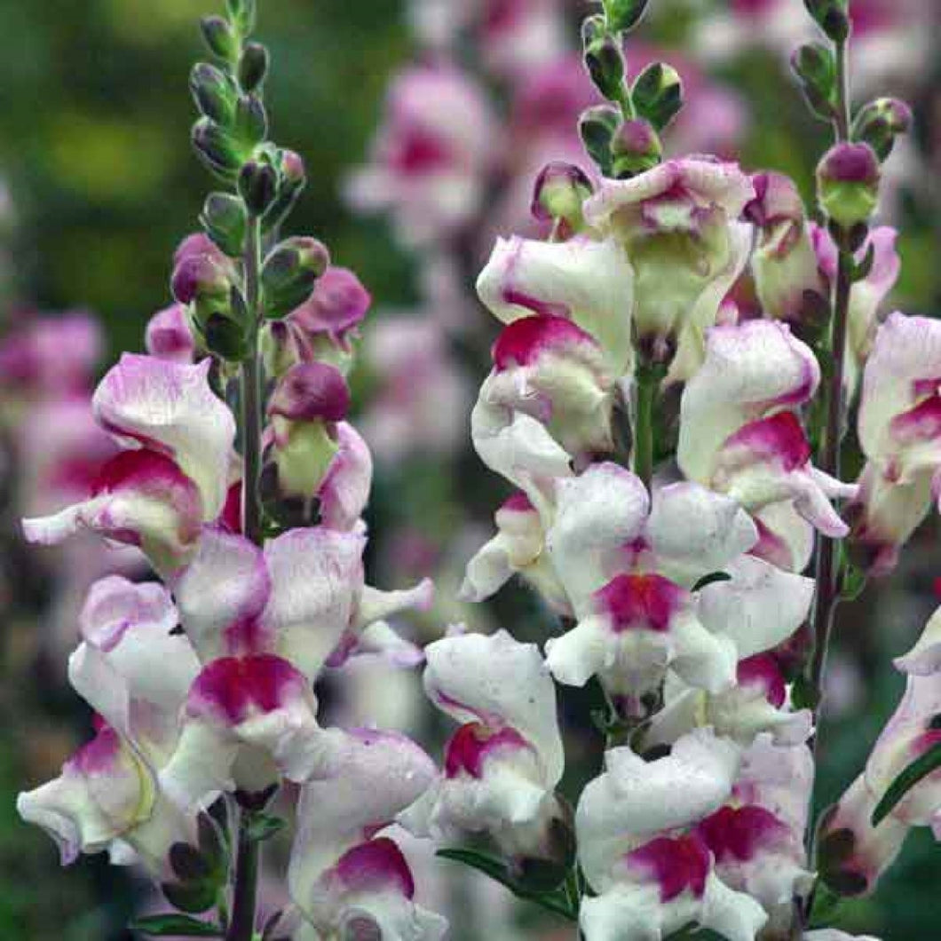 Snapdragon 50 Pcs Flowers Seeds - Lucky Lips