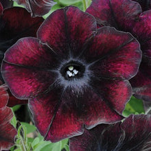Load image into Gallery viewer, Cherry - Red Petunia 100 Pcs Flowers Seeds