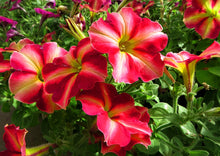 Load image into Gallery viewer, Candy Stripe Petunia 100 Pcs Flowers Seeds