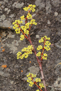 Cissus cornifolia 10 seeds