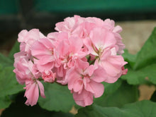 Load image into Gallery viewer, Geranium &quot; Pink Star &quot; 5 Pcs Flowers Seeds
