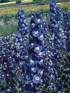 Blue Delphinium 120 Pcs Flowers Seeds