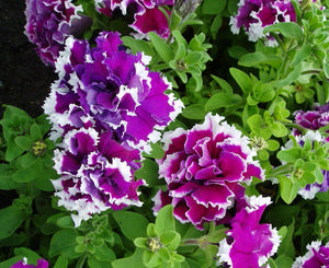 Petunia Purple Pirouette 100 Pcs Flowers Seeds