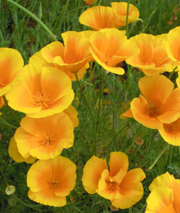 Poppy 70 Pcs Flowers Seeds - ' Orange King '