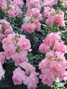 Snapdragon 50 Pcs Flowers Seeds - Twinny Rose