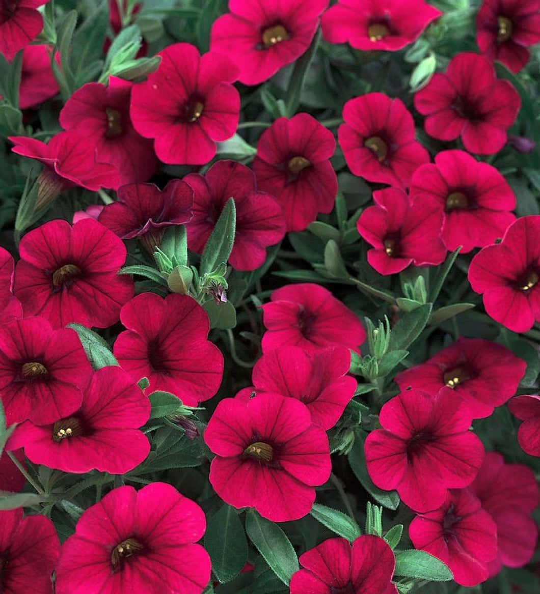 Calibrachoa Superbells Red 50 Pcs Flowers Seeds