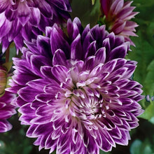 Load image into Gallery viewer, Dahlia Vancouver 60 Pcs Flowers Seeds
