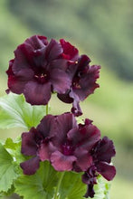 Load image into Gallery viewer, Dark Secret Geranium 5 Pcs Flowers Seeds