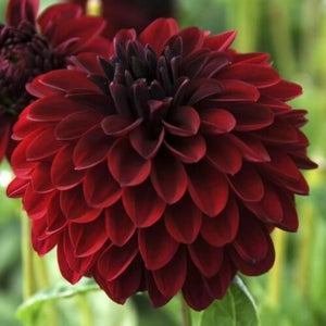 Dahlia Melody Mambo Red 60 Pcs Flowers Seeds