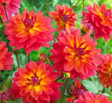 Load image into Gallery viewer, Dahlia 60 Pcs Flowers Seeds - &#39;Fire Pot&#39;