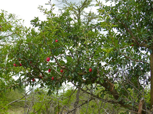 Ximenia caffra LARGE SOURPLUM 10 seeds Tanzania