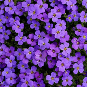 Purple Aubrieta 100 Pcs Flowers Seeds