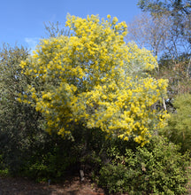 Load image into Gallery viewer, Queensland Silver Wattle (10 Seeds)