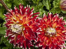 Load image into Gallery viewer, Dahlia 60 Pcs Flowers Seeds - &#39;Akita&#39;