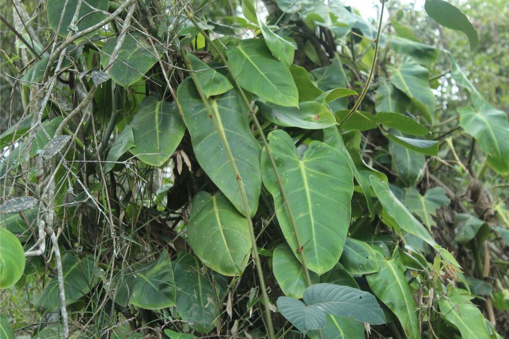 Philodendron consanguineum 10 seeds