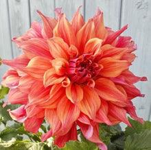 Load image into Gallery viewer, Belle Of Barmera Dahlia 60 Pcs Flowers Seeds