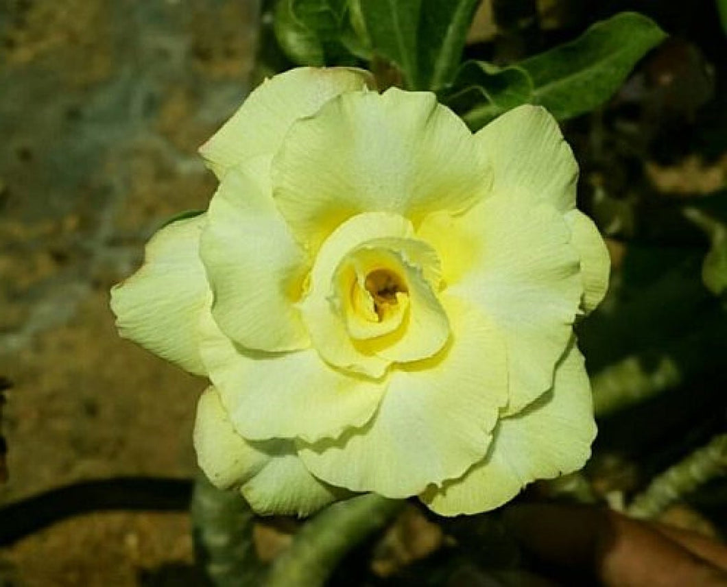 Adenium ' Royal Paradise ' 5 Pcs Flowers Seeds South Africa