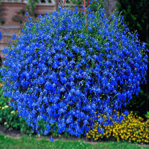 Lobelia Blue Flowers Seeds 80 Pcs