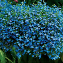 Load image into Gallery viewer, Lobelia Blue Flowers Seeds 80 Pcs