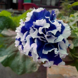 Dark Blue White Picotee 100 Pcs Petunia Flowers Seeds