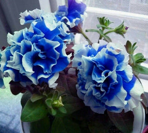 Dark Blue White Picotee 100 Pcs Petunia Flowers Seeds
