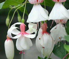 Indlæs billede til gallerivisning Fuchsia Double White with Light Pink 120 Pcs Flowers Seeds