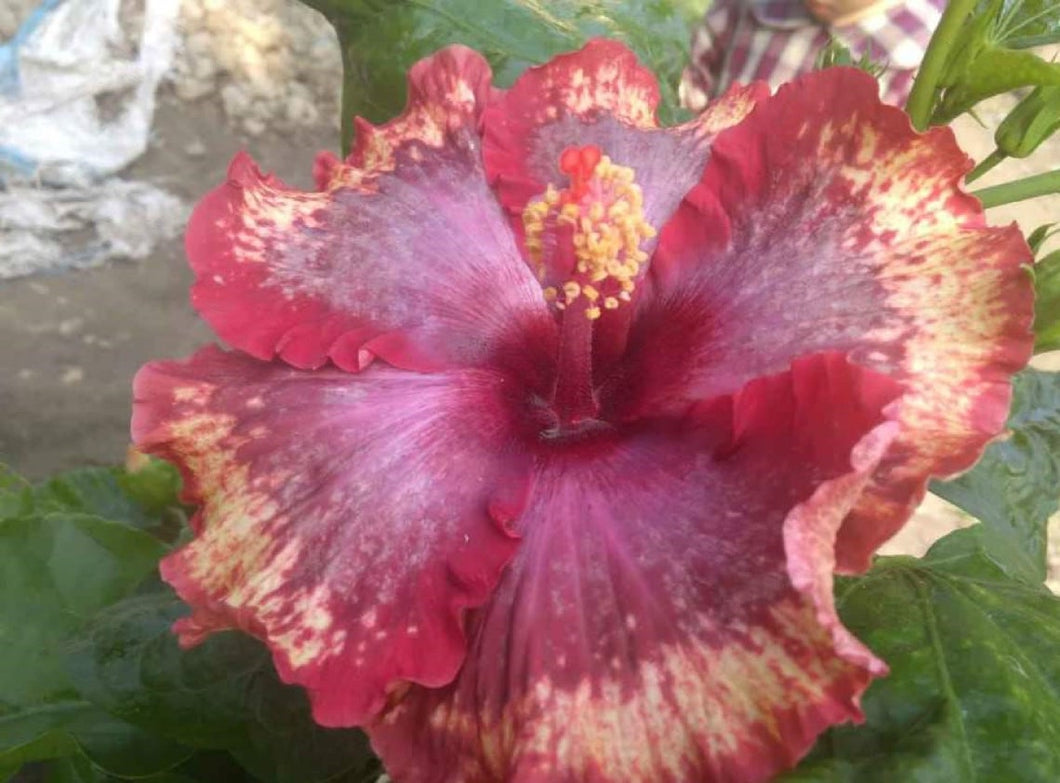 Hibiscus ‘Quasar’ 50 Pcs Flowers Seeds