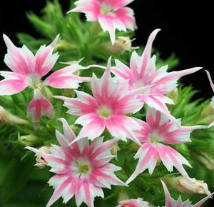Phlox Drummondii Cuspidata- Twinkle Star 70 Pcs Flowers Seeds
