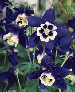 Double Pleat Blue And White Aquilegia Hybrid 80 Pcs Flowers Seeds