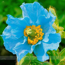 Load image into Gallery viewer, Blue Corn Iceland Poppy 70 Pcs Flowers Seeds